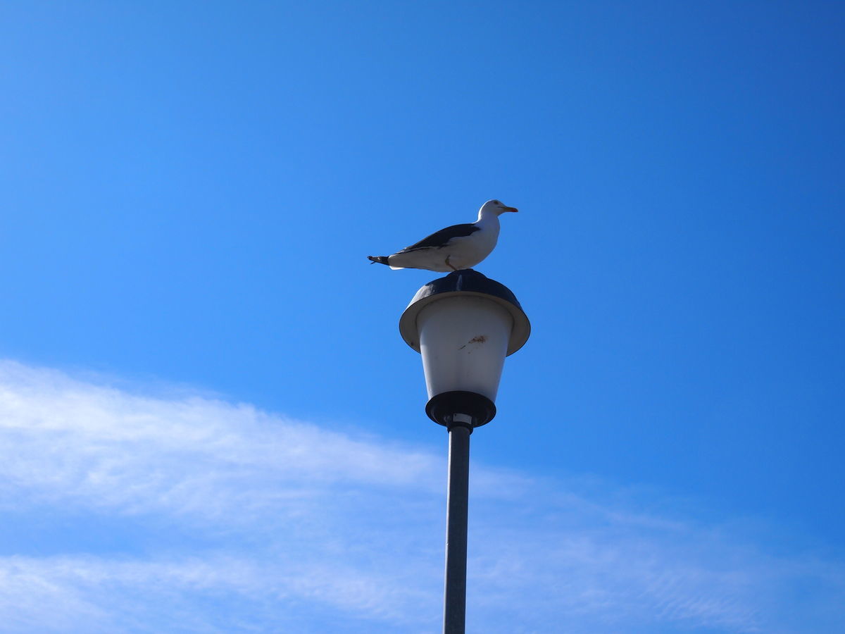 f:id:tra_live:20220111183024j:plain