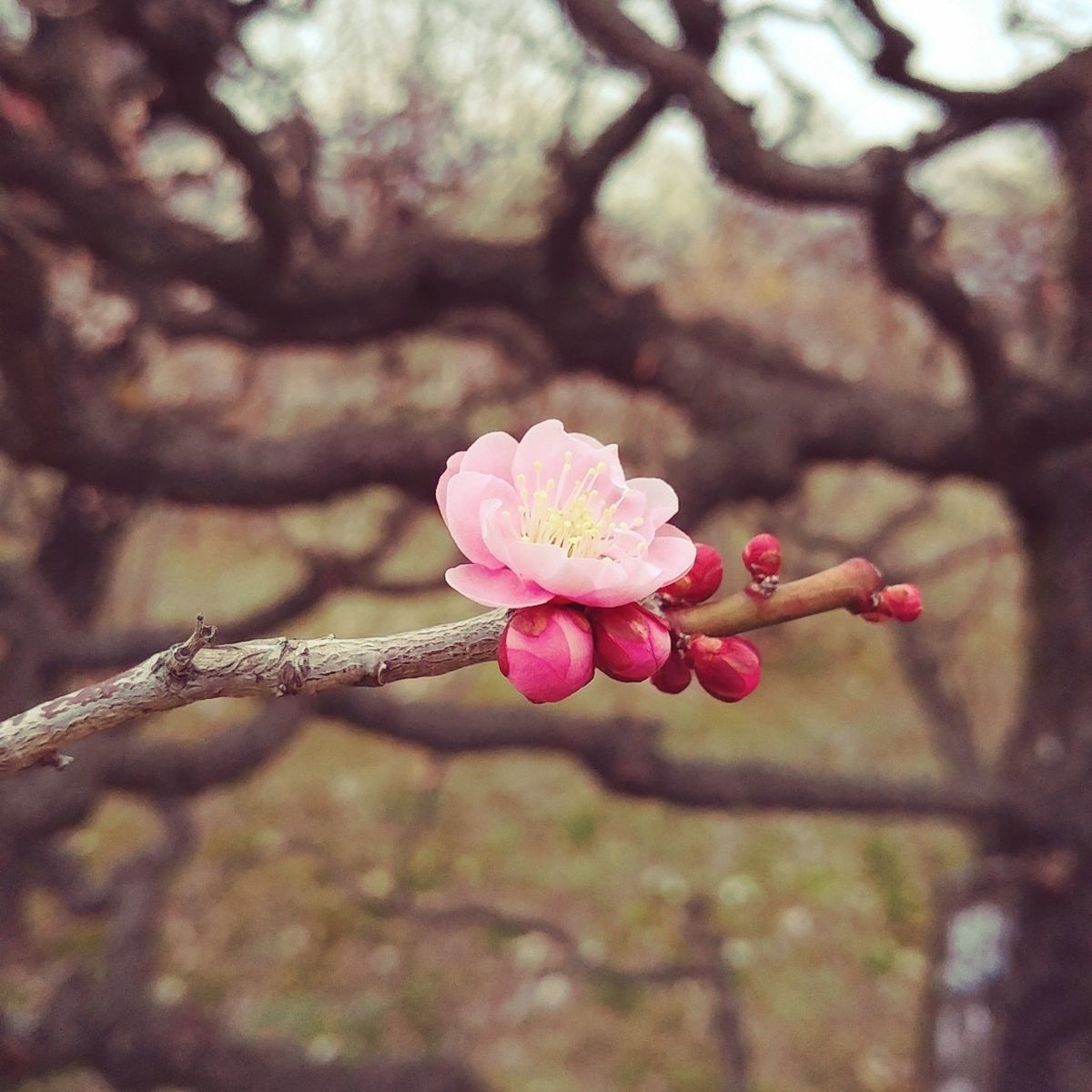 f:id:tra_live:20220308132700j:plain