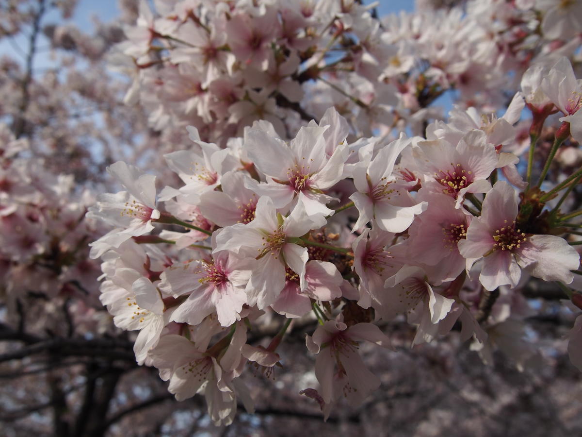 f:id:tra_live:20220417181519j:plain