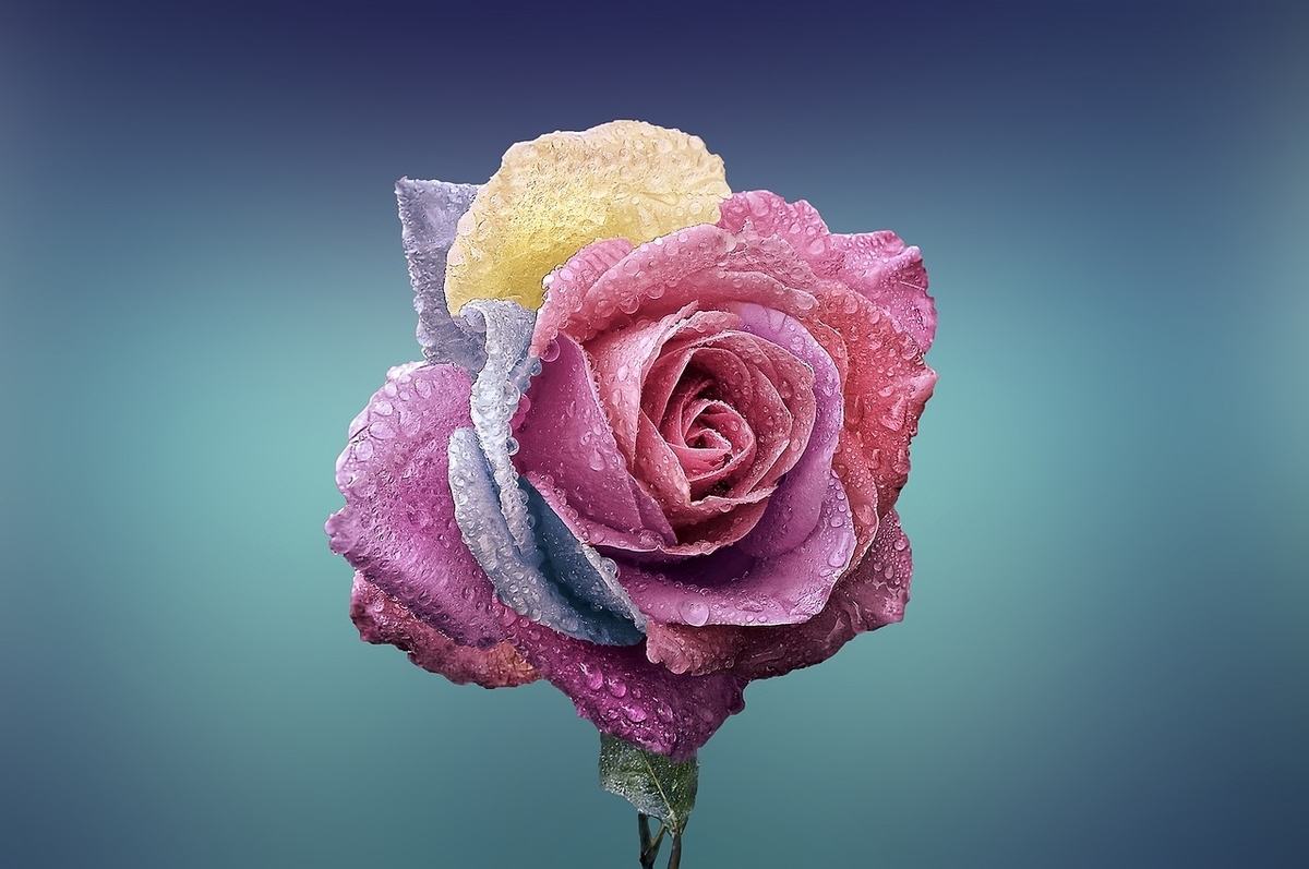 f:id:trability:20190523221826j:plain f:id:trability:20190523221826j:plain