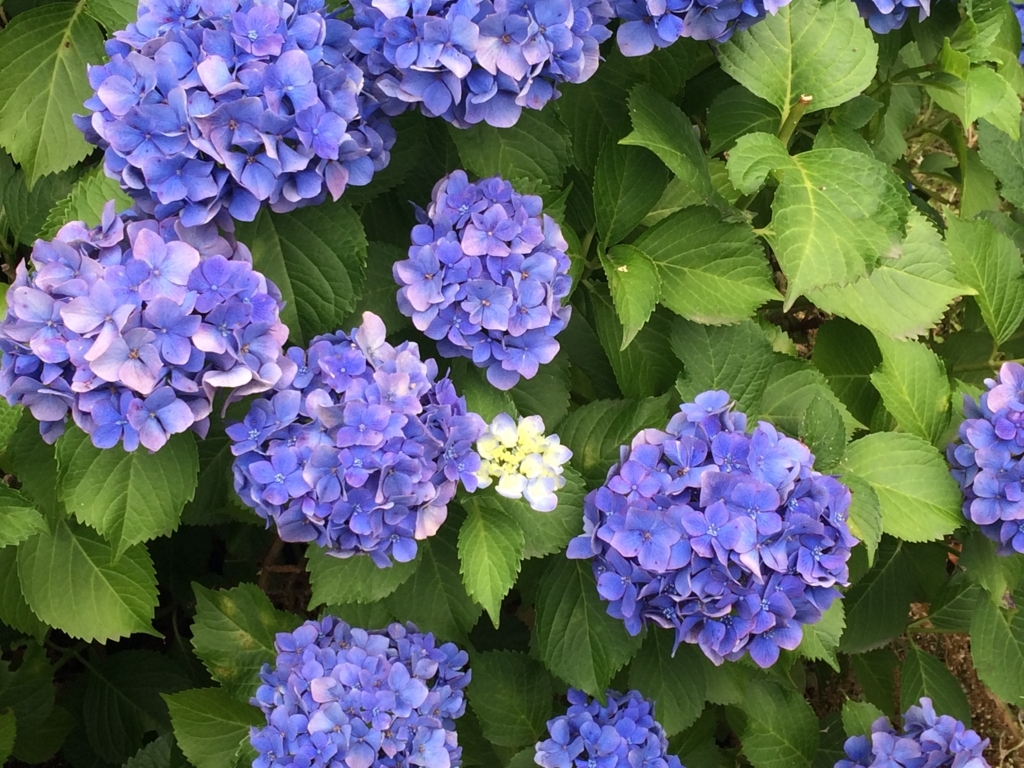 f:id:traffic_jam:20170627181245j:plain