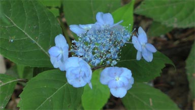 f:id:traffic_jam:20170627195836p:plain