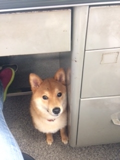 f:id:traffic_jam:20170628154930j:plain