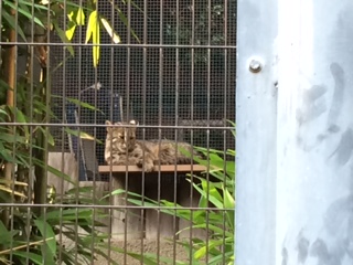 f:id:traffic_jam:20170717213727j:plain