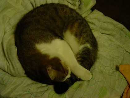 f:id:trafficker:20071125171002j:image f:id:trafficker:20071125171002j:image