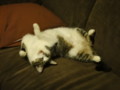 [猫]