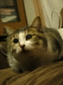 [猫]