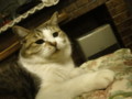 [猫]