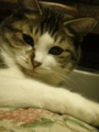 [猫]