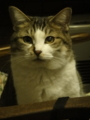 [猫]