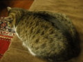[猫]