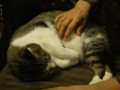 [猫]