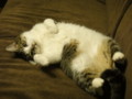 [猫]