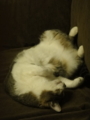 [猫]