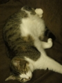 [猫]