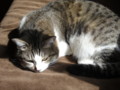 [猫]