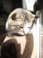 [猫]