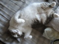 [猫]