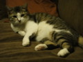 [猫]