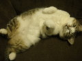[猫]