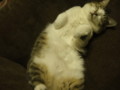 [猫]