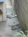 [猫]