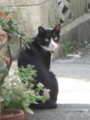 [猫]