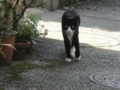 [猫]
