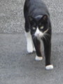 [猫]
