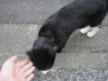 [猫]