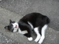 [猫]