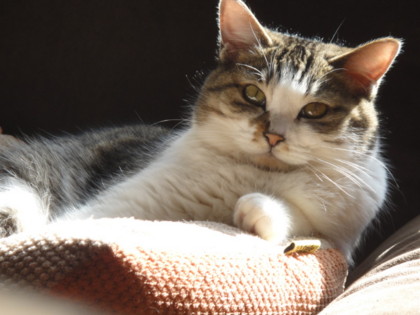 [猫]