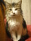 [猫]