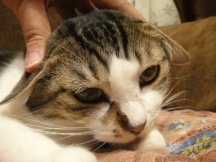[猫]