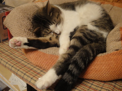 [猫]