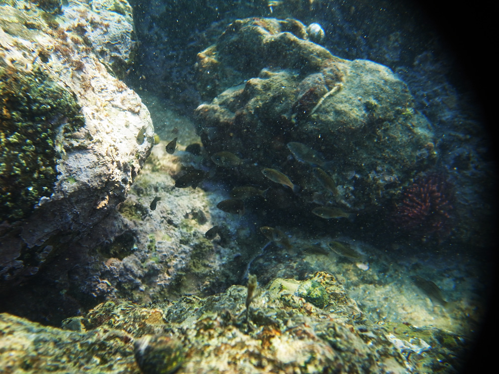 f:id:trail1048:20150727110101j:plain f:id:trail1048:20150727110101j:plain