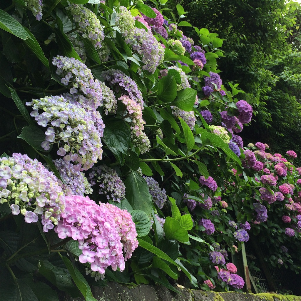 f:id:trail1048:20160606083610j:image f:id:trail1048:20160606083610j:image