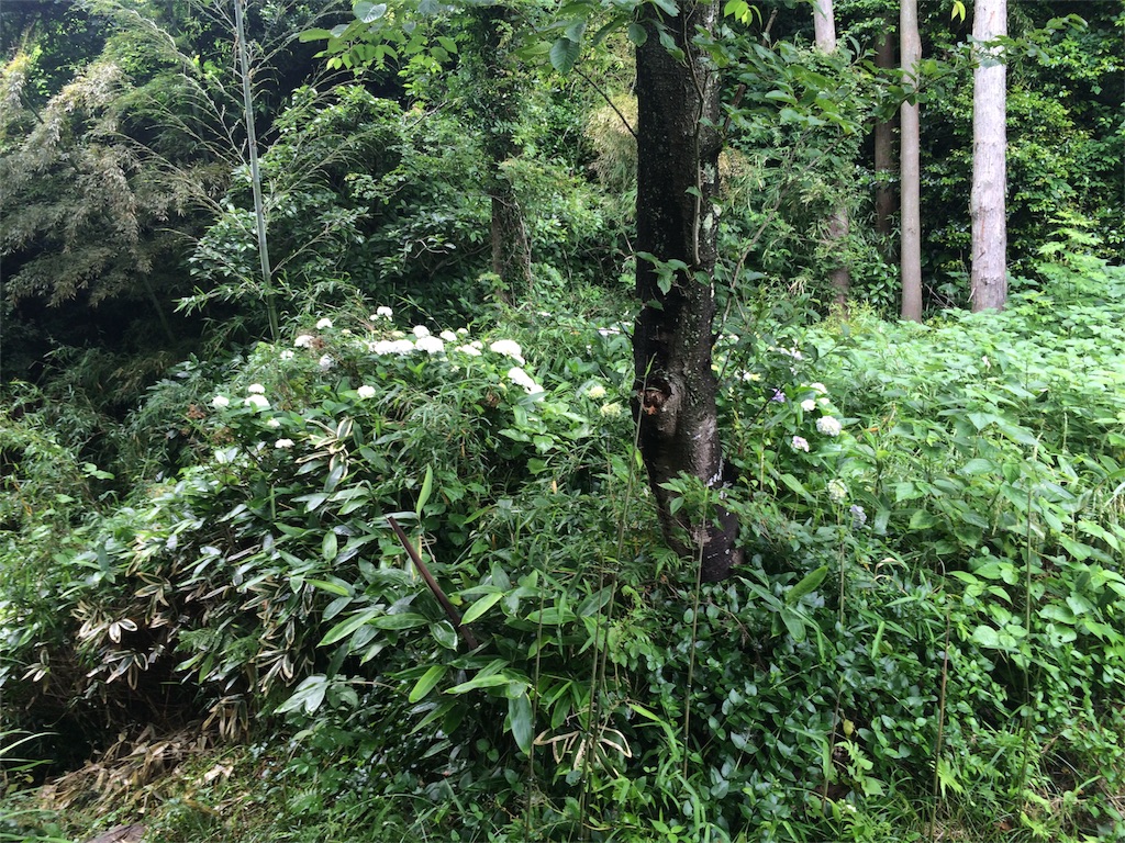 f:id:trail1048:20160606083649j:image f:id:trail1048:20160606083649j:image