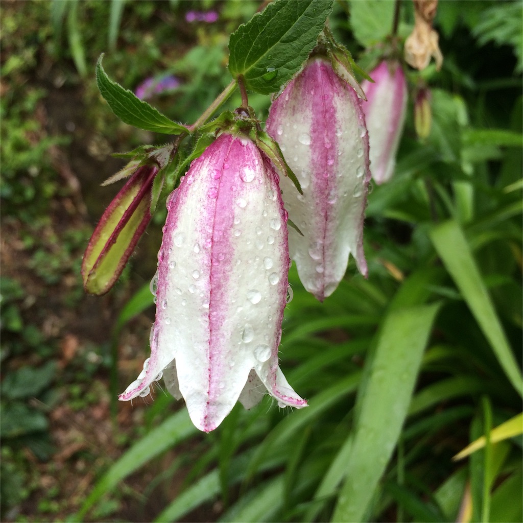 f:id:trail1048:20160606084955j:image f:id:trail1048:20160606084955j:image
