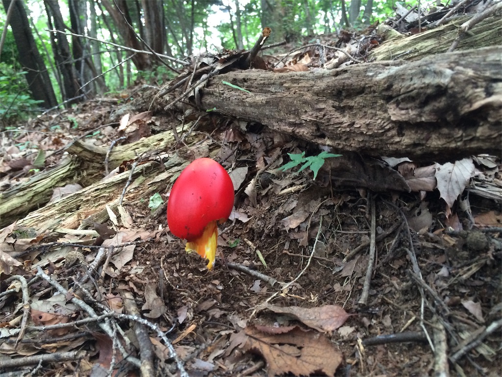 f:id:trail1048:20160831174449j:image f:id:trail1048:20160831174449j:image