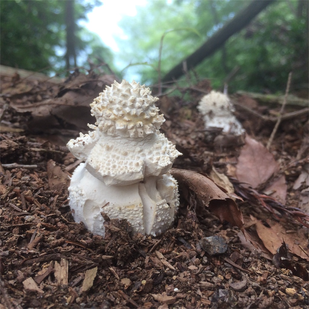 f:id:trail1048:20160831174509j:image f:id:trail1048:20160831174509j:image
