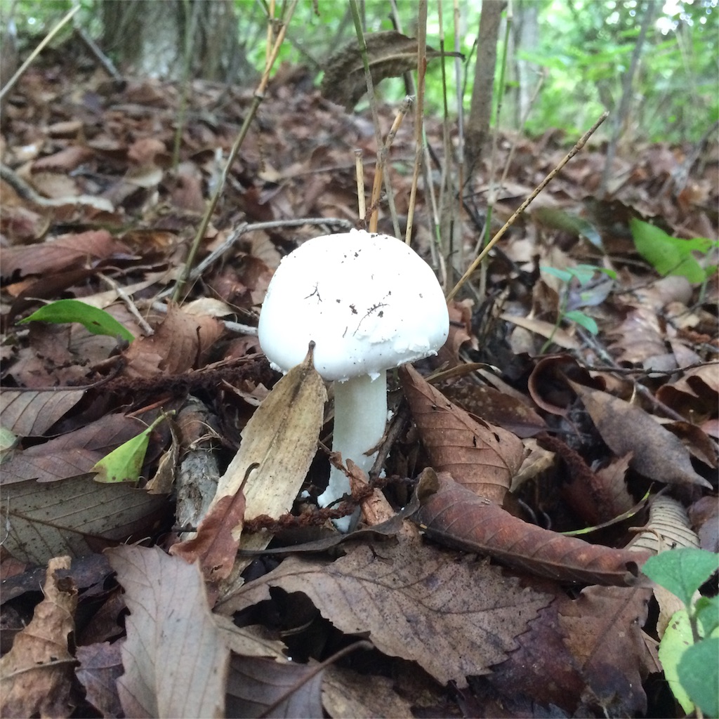 f:id:trail1048:20160831174525j:image f:id:trail1048:20160831174525j:image