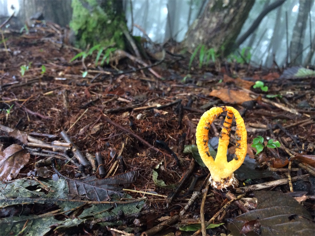 f:id:trail1048:20161003150137j:image f:id:trail1048:20161003150137j:image