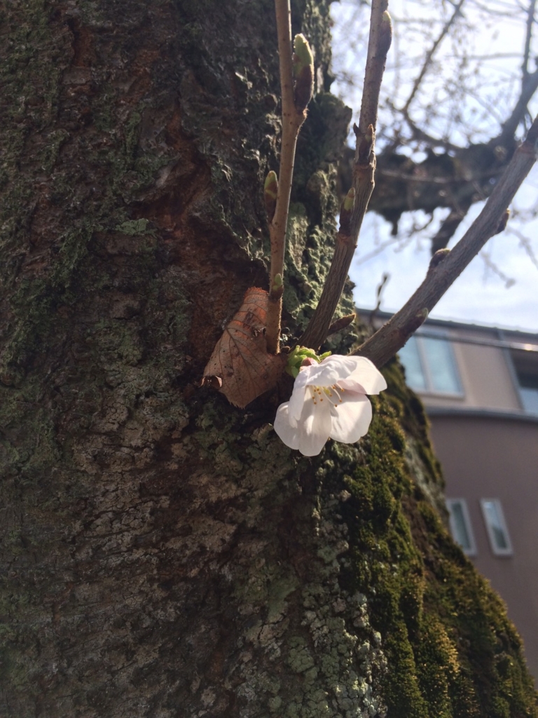 f:id:trail1048:20170401072952j:plain f:id:trail1048:20170401072952j:plain