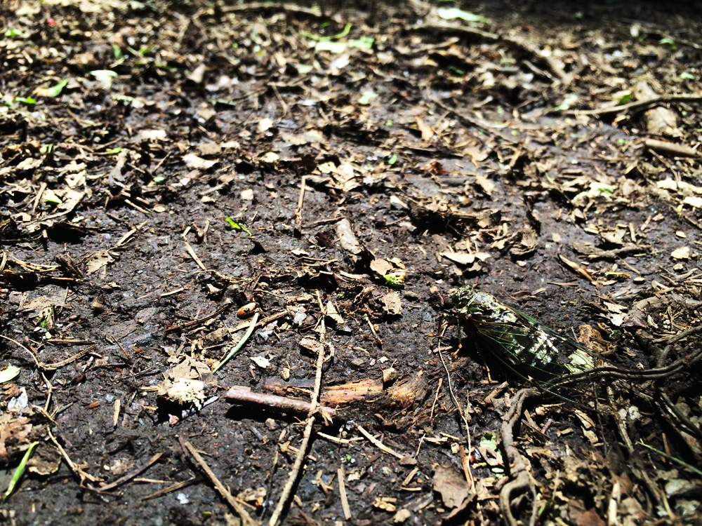 f:id:trail1048:20170626135436j:plain f:id:trail1048:20170626135436j:plain