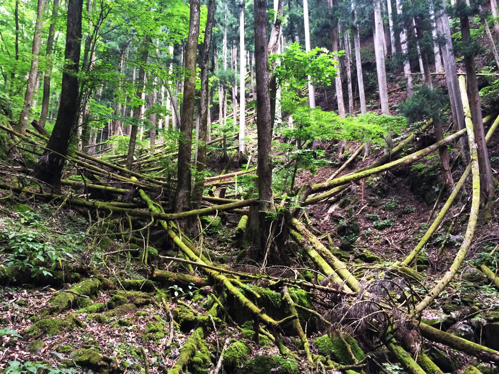 f:id:trail1048:20170626141139j:plain f:id:trail1048:20170626141139j:plain