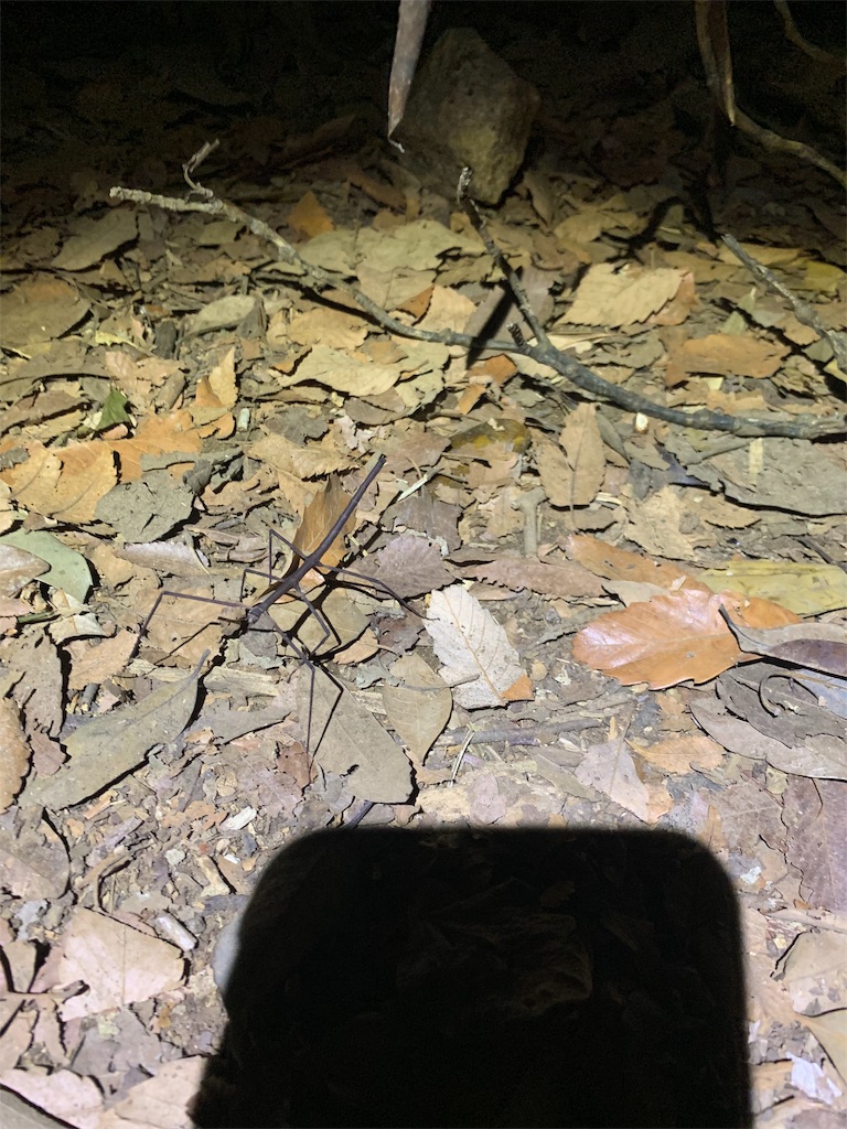 f:id:trail1048:20190621085359j:image f:id:trail1048:20190621085359j:image