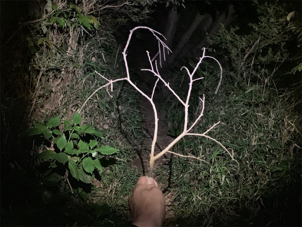 f:id:trail1048:20190621085402j:image f:id:trail1048:20190621085402j:image