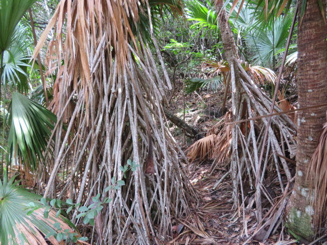 f:id:trailtravel:20200418165509j:plain