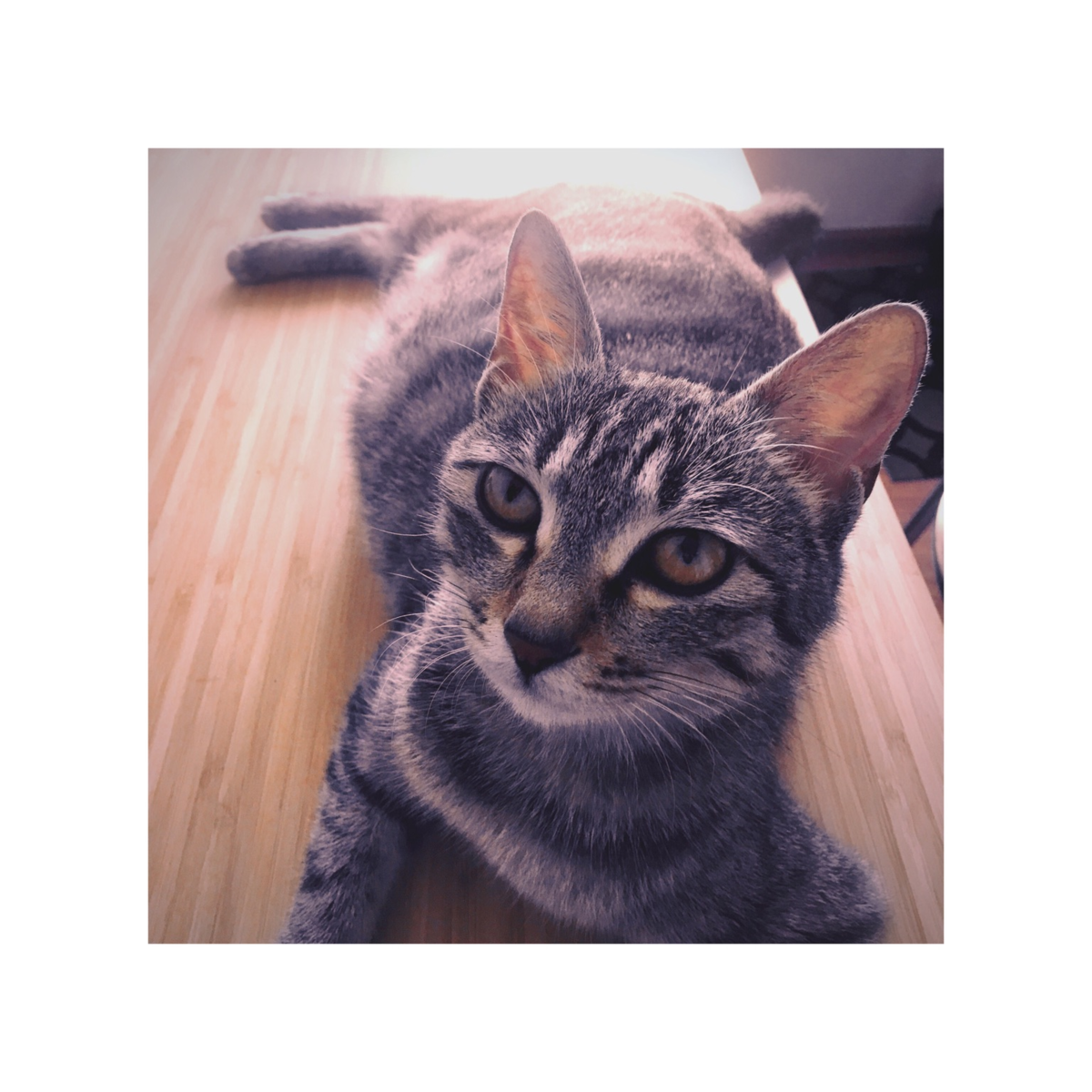 f:id:trainrando:20190711231251p:plain f:id:trainrando:20190711231251p:plain